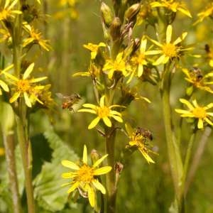 Senecio cacaliiformis Rchb.f. (Ligulaire de Sibérie)