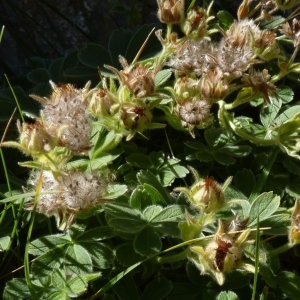  - Potentilla nivalis Lapeyr. [1782]