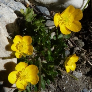 Photographie n°203759 du taxon Ranunculus carinthiacus Hoppe [1826]