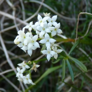 Photographie n°203763 du taxon Rubia peregrina L. [1753]