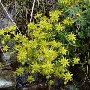 Photographie n°203776 du taxon Saxifraga aizoides L. [1753]