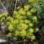  Ans Gorter - Saxifraga aizoides L. [1753]