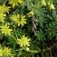  Ans Gorter - Saxifraga aizoides L. [1753]