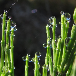 Photographie n°203781 du taxon Equisetum arvense L. [1753]