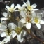  Ans Gorter - Saxifraga paniculata Mill. [1768]