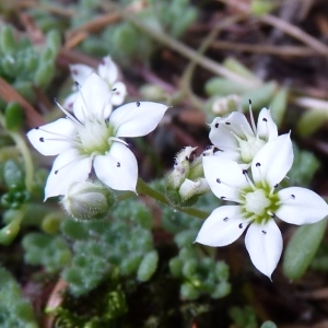 Sedum hirsutum All. (Orpin hérissé)