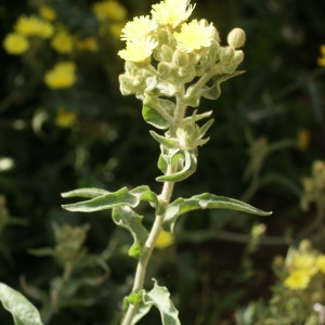  - Andryala integrifolia L. [1753]