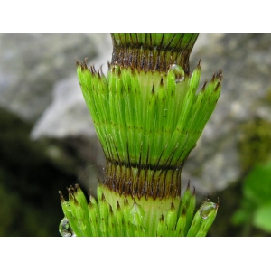 Equisetum telmateia 06 05 2006 Lourdes (65100).jpg