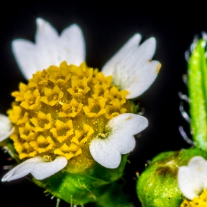 Photographie n°203829 du taxon Galinsoga quadriradiata Ruiz & Pav.