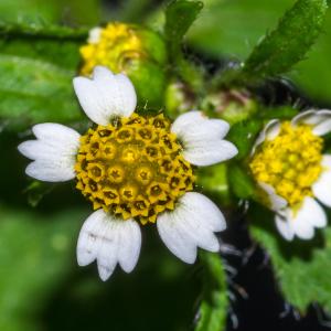 Galinsoga quadriradiata subsp. hispida (DC.) Thell. (Galinsoga cilié)