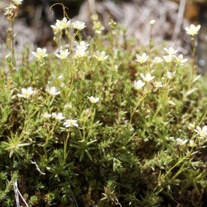 Photographie n°203889 du taxon Saxifraga aspera L. [1753]