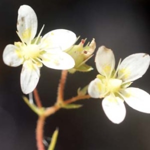  - Saxifraga aspera L. [1753]