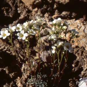  - Saxifraga caesia L. [1753]