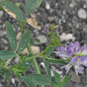  - Medicago sativa subsp. sativa 