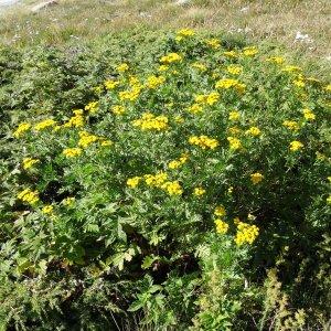 Photographie n°203908 du taxon Tanacetum vulgare L. [1753]