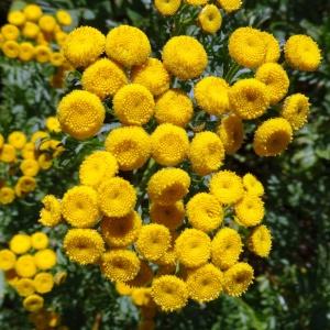 Photographie n°203909 du taxon Tanacetum vulgare L. [1753]
