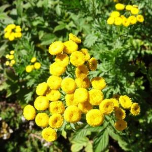 Photographie n°203911 du taxon Tanacetum vulgare L. [1753]