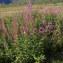  Alain Bigou - Epilobium angustifolium subsp. angustifolium 