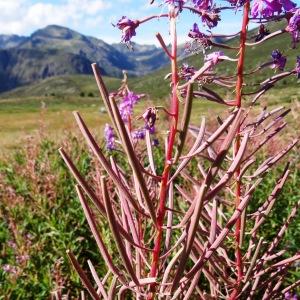  - Epilobium angustifolium subsp. angustifolium 