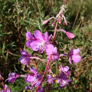  - Epilobium angustifolium subsp. angustifolium 