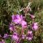  Alain Bigou - Epilobium angustifolium subsp. angustifolium 