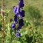  Pascal PEYRACHE - Aconitum napellus L. [1753]