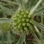  Ans Gorter - Eryngium campestre L.