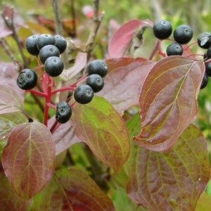 Photographie n°203979 du taxon Cornus sanguinea L.