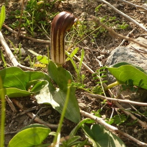  - Arisarum vulgare O.Targ.Tozz. [1810]