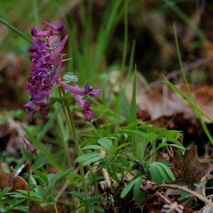  - Corydalis solida var. solida