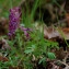  Marc Chouillou - Corydalis solida var. solida