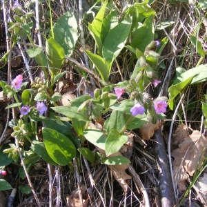 Photographie n°203996 du taxon Pulmonaria officinalis L. [1753]