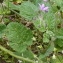  Ans Gorter - Erodium malacoides (L.) L'Hér.