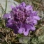  Ans Gorter - Scabiosa vestita Jord. [1852]