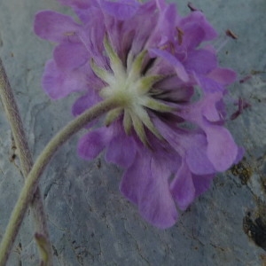 Scabiosa columbaria subsp. vestita (Jord.) H.P.Fuchs (Scabieuse vêtue)