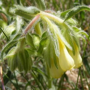 Onosma tricerosperma subsp. fastigiata (Braun-Blanq.) G.López (Orcanette fastigiée)