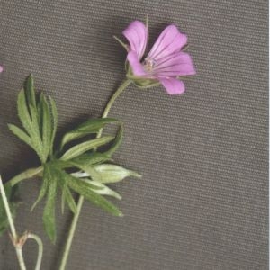  - Geranium columbinum L. [1753]