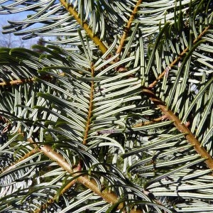 Photographie n°204021 du taxon Abies grandis (Douglas ex D.Don) Lindl. [1833]