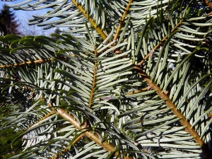 Emmanuel Stratmains, le 17 décembre 2013 (Sainte-Gemmes-sur-Loire (arboretum du Fresne))