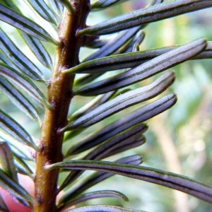 Abies gordoniana Carrière (Sapin de Vancouver)