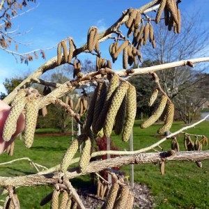 Photographie n°204043 du taxon Corylus colurna L. [1753]