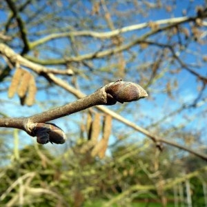  - Corylus colurna L. [1753]