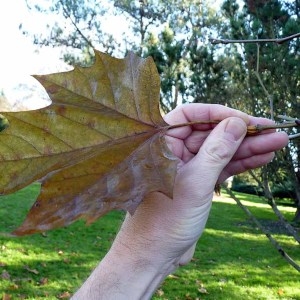 Photographie n°204071 du taxon Platanus x hispanica Mill. ex Münchh. [1770]