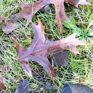 Quercus palustris Münchh. (Chêne à épingles)