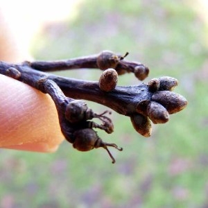 Photographie n°204079 du taxon Quercus palustris Münchh. [1770]