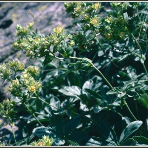 Photographie n°204129 du taxon Potentilla valderia L. [1759]