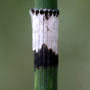 Equisetum hyemale n-var. moorei (Newman) Hook. & Arn. (Prêle de Moore)