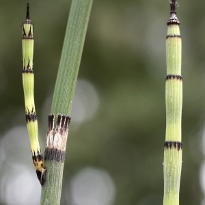  - Equisetum x moorei Newman [1854]