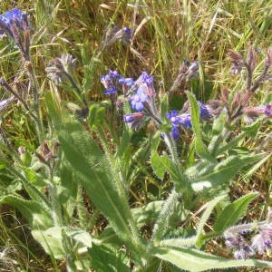 Photographie n°204145 du taxon Anchusa italica Retz. [1779]