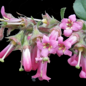 Escallonia viscosa J.Forbes